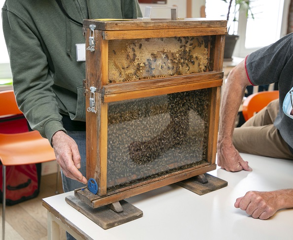 Journée mondiale des abeilles au Sénat